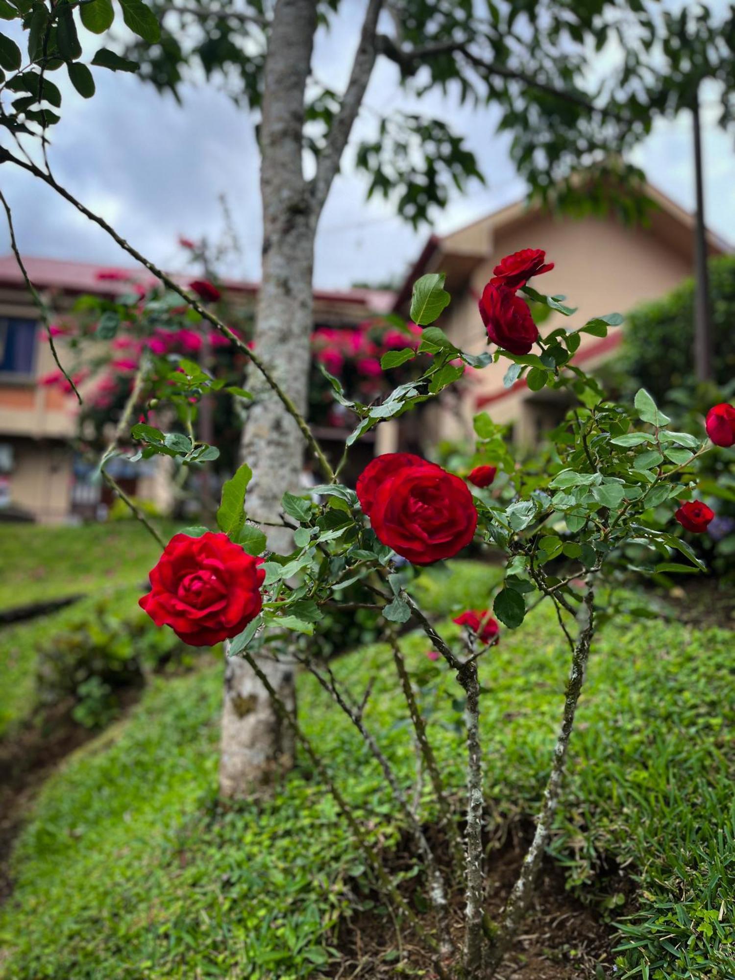 Legacy Boutique Hotel Quesada  Ngoại thất bức ảnh